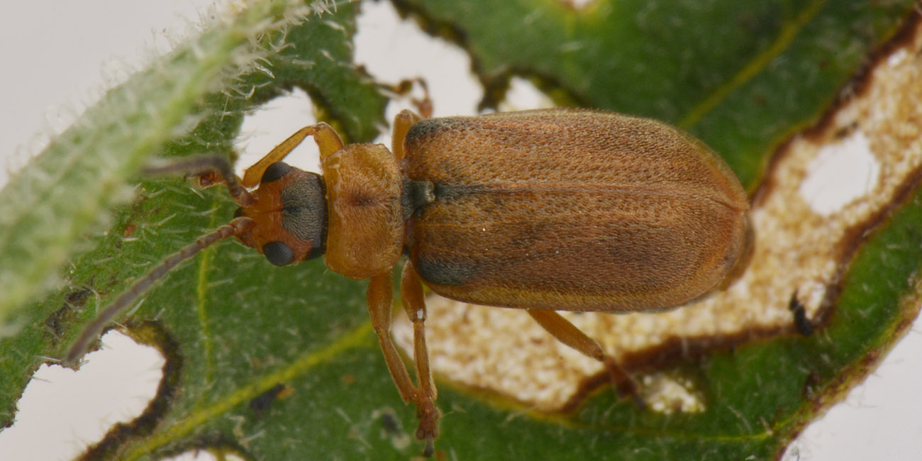 Chrysomelidae: Galerucella pusilla? Forse G. calmariensis f. lythri